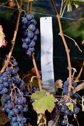 Tira de Pica-protector Valla 45cm