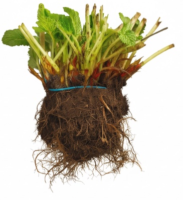 Planta Fresa San Andreas Mazo 10 unidades