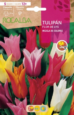 Bulbo Tulipanes Flor de Lys 12+ Mezcla de Colores