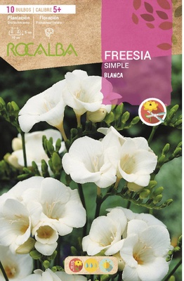 Bulbo Freesias Simples 5+ Blanco
