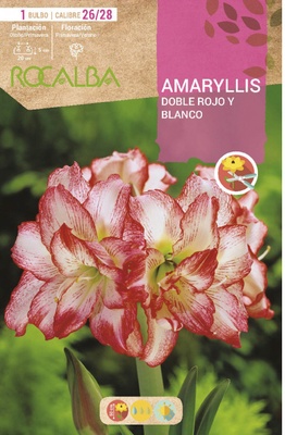Amaryllis 26/28 Doble Rojo y Blanco Amaryllis 26/28 Doble Rojo y Blanco