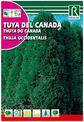 Semilla Tuya del Canada