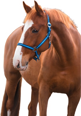 Cabezada Caballo Nylon Marino/Azul Talla Shetty 0