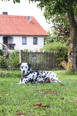 Estaca Jardin con Correa para Perros