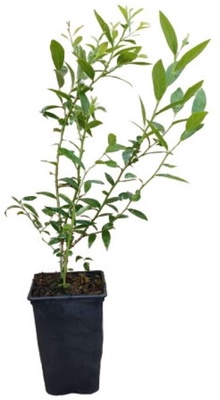 Planta Arandano Rosa Maceta 1 litro Planta Arandano Rosa Maceta 1 litro