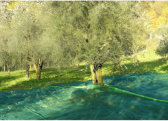 Manta para Recoleccion Aceitunas y Almendras 4x8 mt