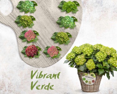 Planta Hortensia Rembrandt 5 Litros