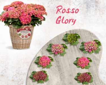 Planta Hortensia Rembrandt 5 Litros
