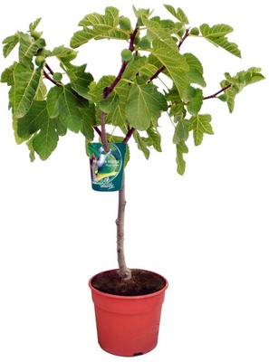 Higuera Maceta Verdal Higuera Maceta Verdal