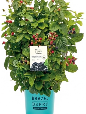 Planta Zarzamora Brazelberry Baby Cakes Maceta 3 Litros