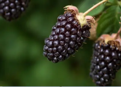 Planta Zarzamora Frambuesa Boysenberry Maceta 1 Litro