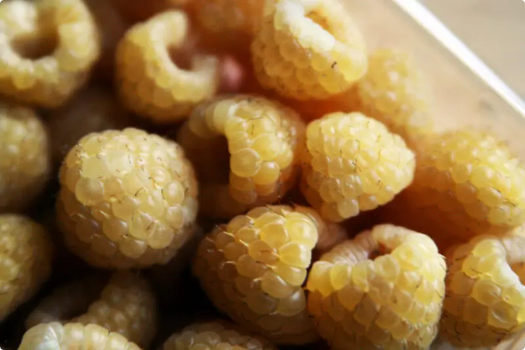 Planta Frambuesa Amarilla Maceta 1 Litro