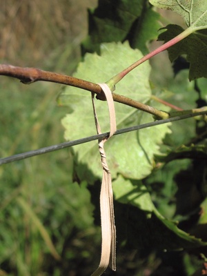 Cinta Biodegradable Stofix 20 cm