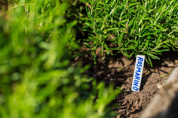 Etiquetas Plantas Plastico 10,3x1,3cm 20 Piezas